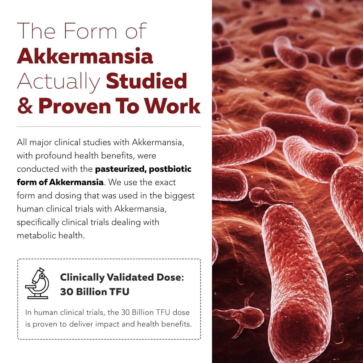 AK-Postbio: Akkermansia Probiotic 30 Billion TFU - Max Strength, Clinically Validated Dose & Patented Strain - Superior Pasteurized Form, Highest Absorption, Delivery - GLP-1 Probiotic - 30 Servings Triquetra HealthBuy Supplements Australia