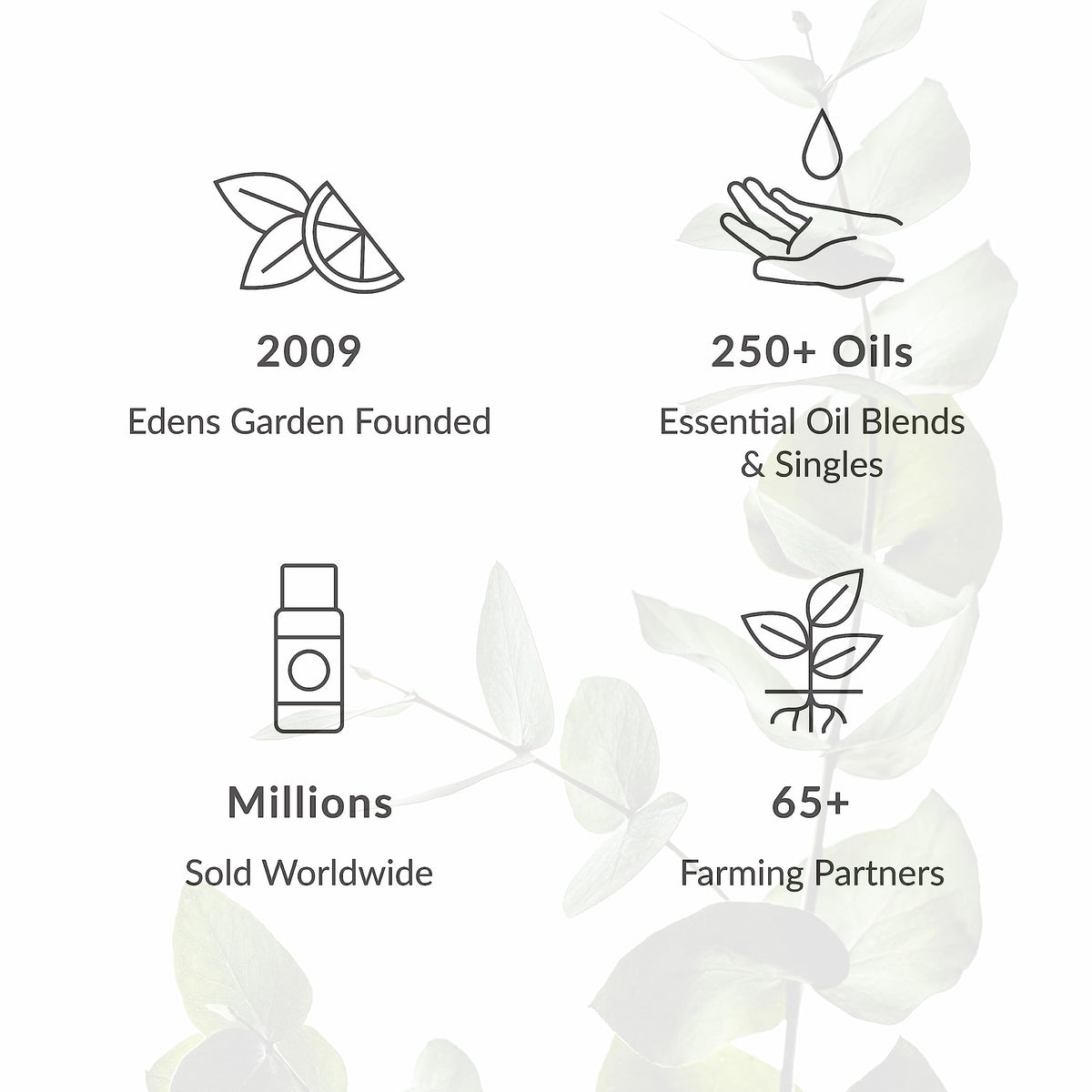 Edens Garden Digest Ease Essential Oil Synergy Blend, 100% Pure Therapeutic Grade Edens GardenBuy Supplements Australia