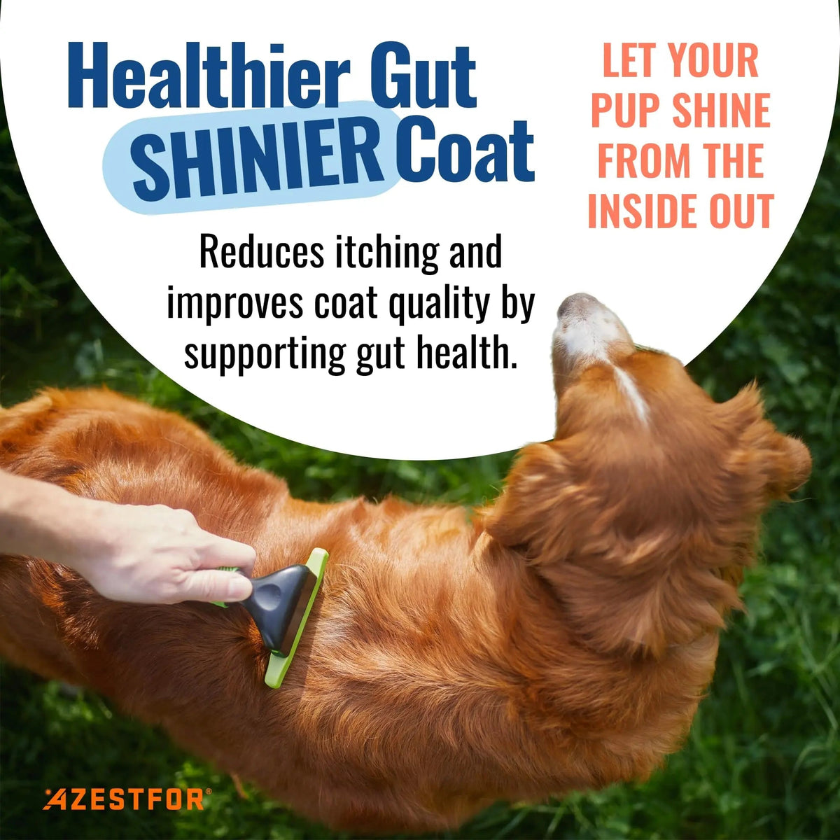 Azestfor Gut Health Supplement for Dogs – 3 in 1 Probiotic, Prebiotic & Postbiotic Blend – Supports Digestion, Immunity & Skin – Easy-to-Use Powder – for All Breeds & Sizes – 60g (30 Servings) - Maple Wellness Supplements