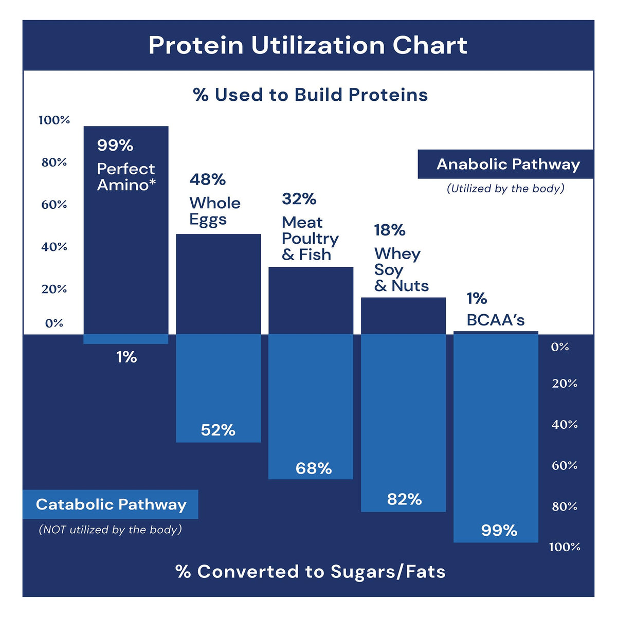 BodyHealth Probiotic Enhanced with PerfectAmino for Women and Men, Spore Based with Bifidobacterium, Lactobacillus Salivarius, - Maple Wellness Supplements