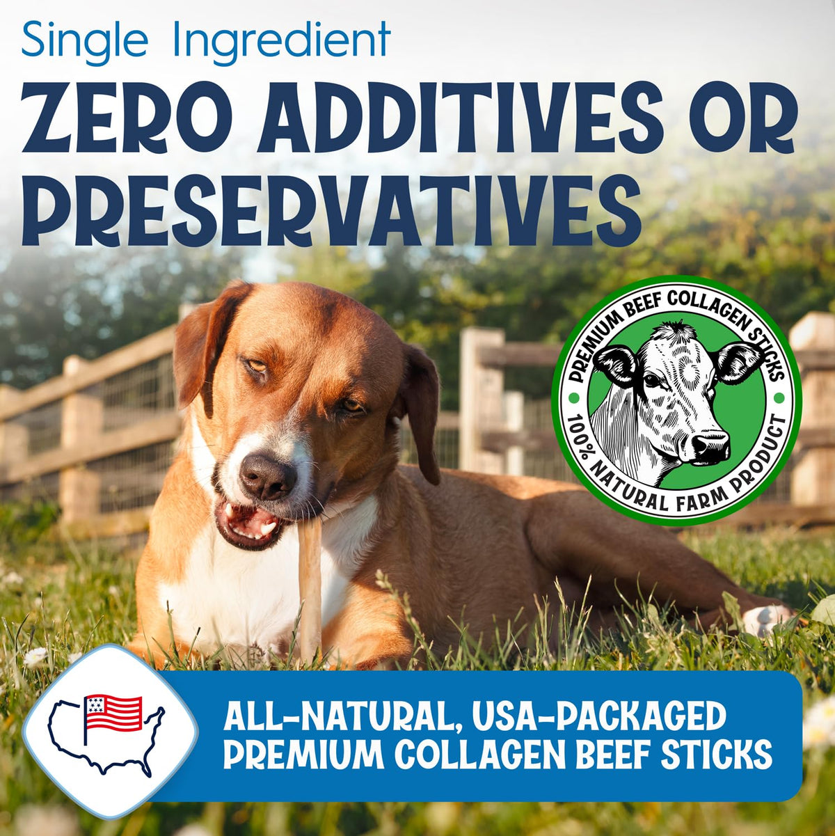 FETCHERONI 12" Collagen Sticks for Dogs – Low Odor Long-Lasting Bully Stick & Rawhide Alternative, Single Ingredient Beef Bone, High Protein Dental Treat, Vet Approved, Improves Joint Health – 5 Pack - Maple Wellness Supplements