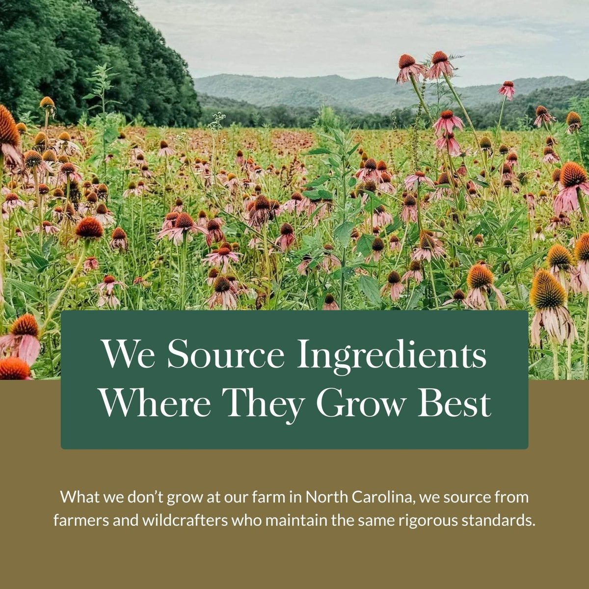 Gaia Herbs Ashwagandha Root - Stress Relief & Sleep Support Supplement - Supports Balanced Energy Levels & Positive Outlook - Maple Wellness Supplements