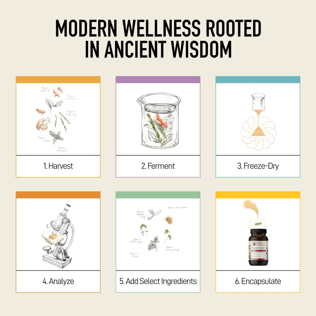 Living Alchemy Gut Health Supplements for Women - Your Flora Probiotics Women with Fermented Soybean, Cranberry Juice, Roselle, Prebiotics, Digestive Enzyme, & Probiotics - Vegan, Non-GMO, 60 Pcs - Maple Wellness Supplements