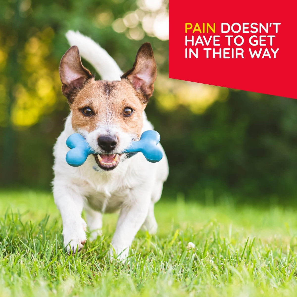 MediNatura Plant-Powered Pet Pain Relief Bundle T-Relief Pet Pain Tablets (90) + T-Relief Pet Arthritis (90) 12 Plant-Based Homeopathic Pain Relievers with Arnica - Support for Muscles, Joints + HIPS - Maple Wellness Supplements