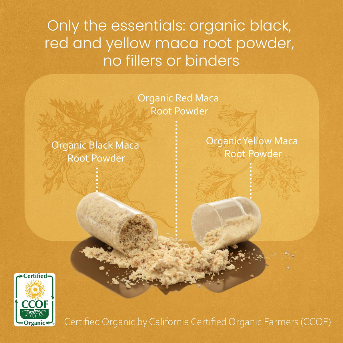 NaturaLife Labs Organic Maca Root – Black, Red & Yellow – 1900 mg per Serving – 150 Capsules – Gelatinized Peruvian Maca - Maple Wellness Supplements