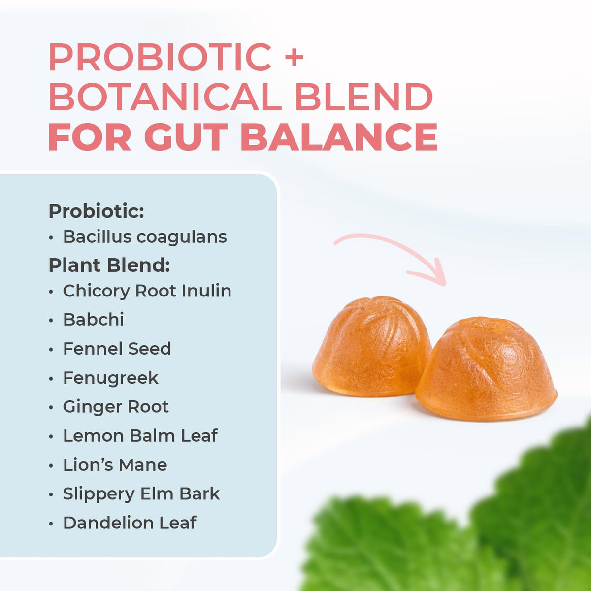Nature’s NutriWave PrimeBiome Probiotic Gummies – Plant-Based Blend with Inulin, Lion’s Mane, Ginger & More– Non-GMO, No Stimulants, GMP Certified – 30 Gummies, 1 Month Supply - Maple Wellness Supplements