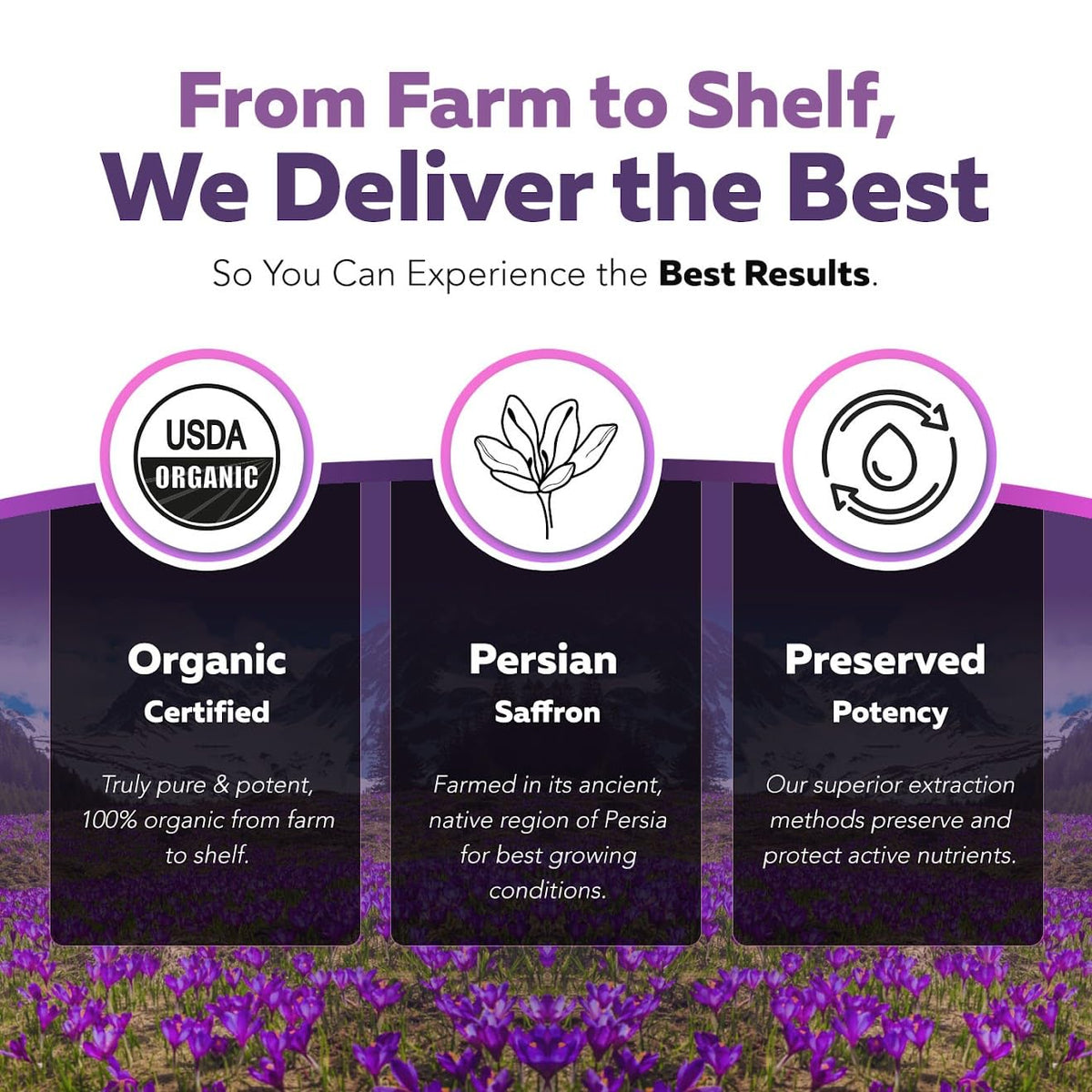 Organic Saffron Extract: Optimized Extract with Safromotivines, Safranal, and Crocins – Clinically Studied | Premium Persian Sargol Quality | Supports Mood, - Maple Wellness Supplements