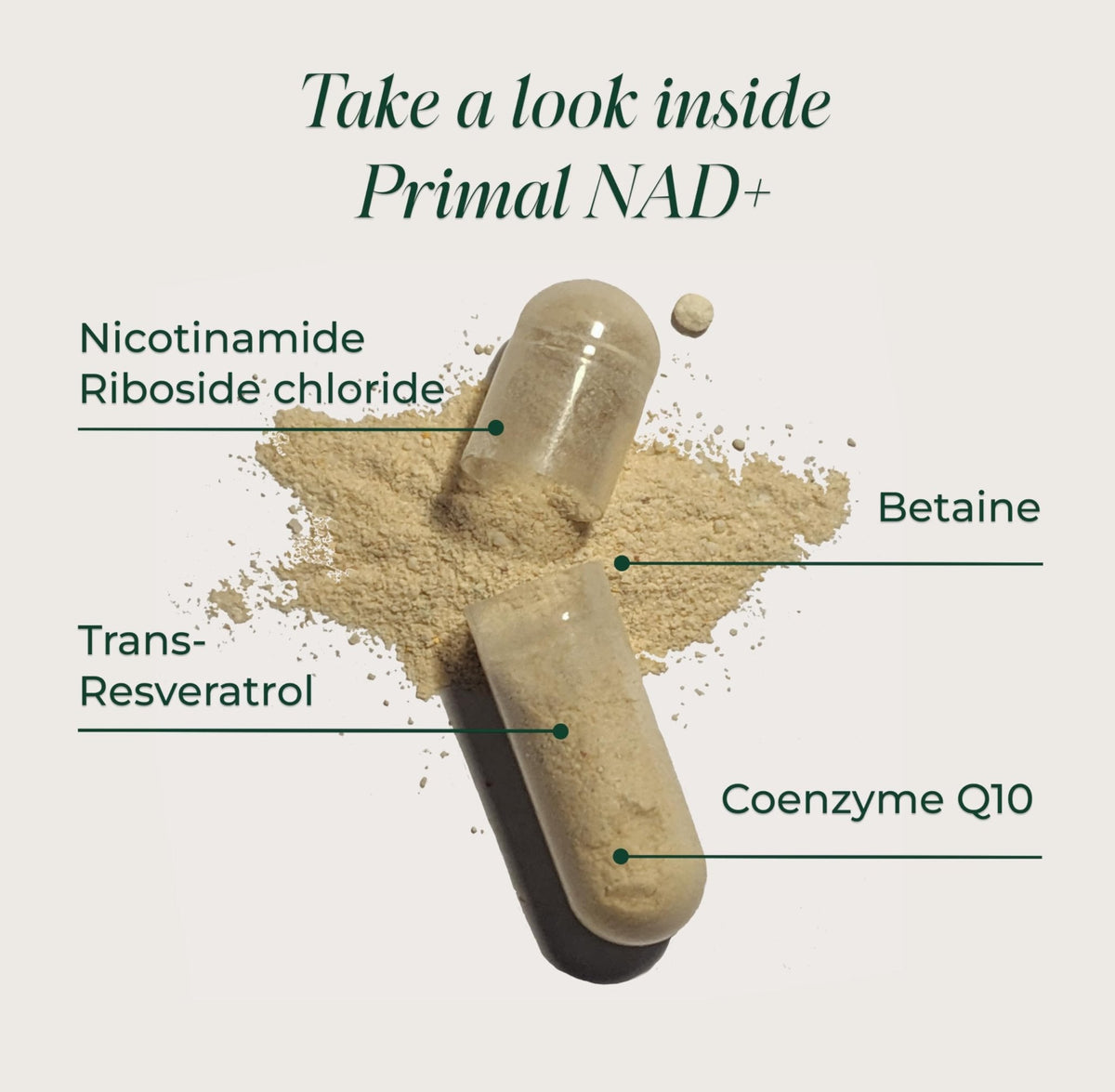 Primal Harvest NAD+ Supplement: Nicotinamide Riboside, Trans-Resveratrol, Betaine, CoQ10, NAD Supplements for Cellular Health, Energy, and Mitochondrial Support (60 Count (1 Pack) - Maple Wellness Supplements