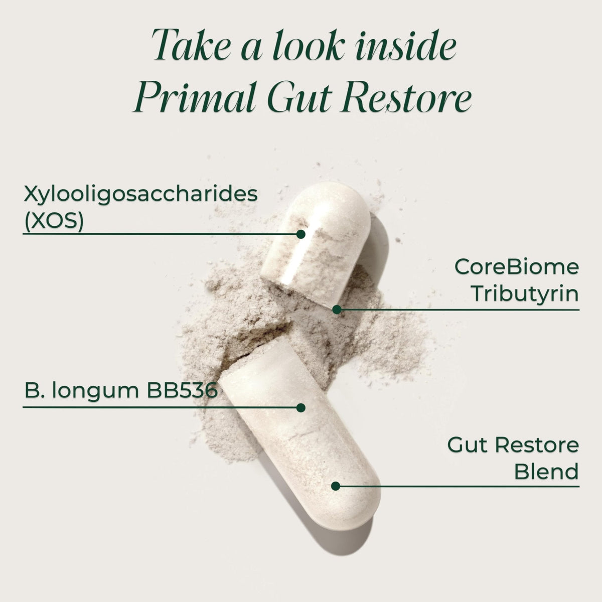 Primal Harvest Restore for Gut Health, Primal Gut Restore w/POSTbiotics, PREbiotics and PRObiotics for Women and Men, 60 CT - Digestion, Colon Cleanse, - Maple Wellness Supplements
