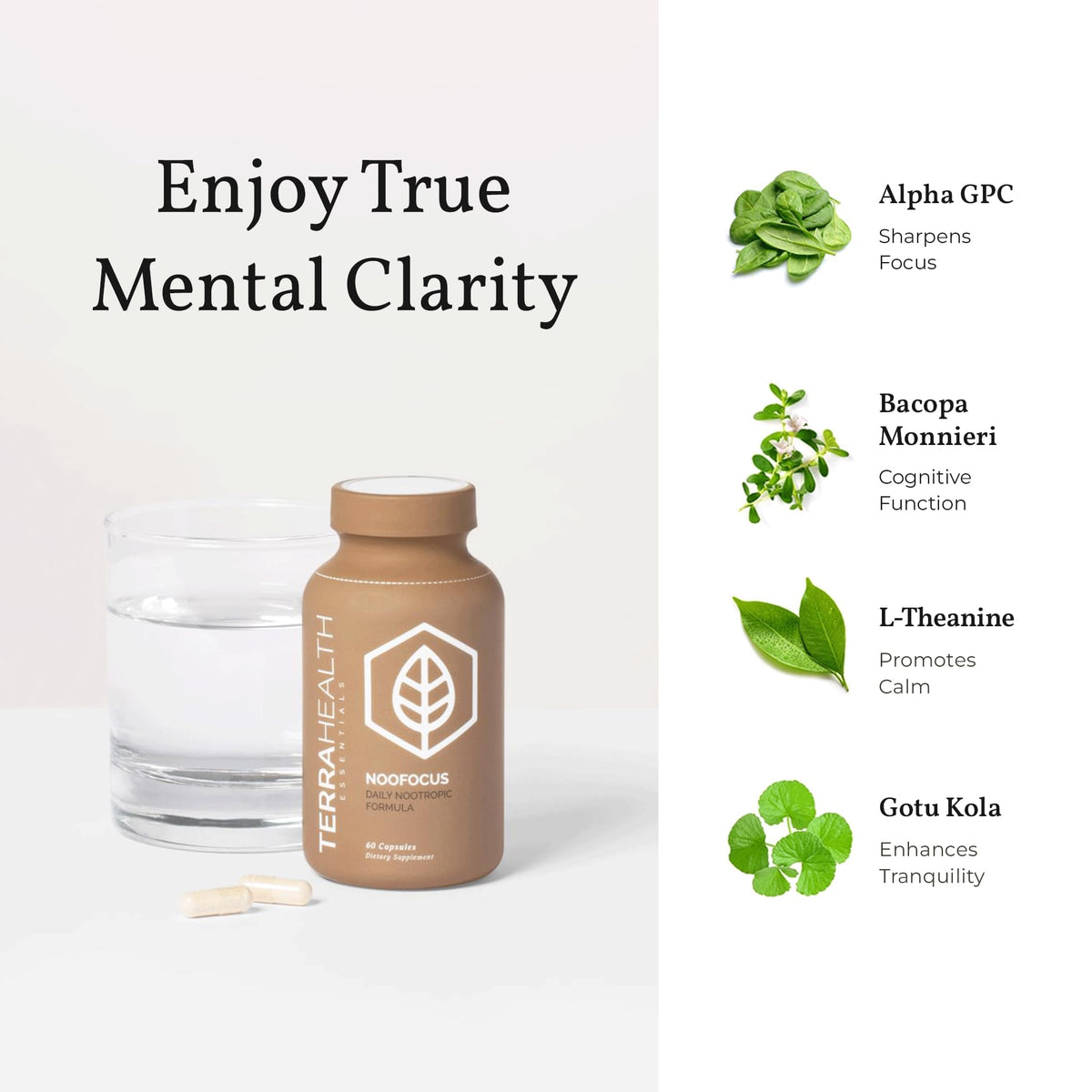 Terra Health Essentials NOOFOCUS - Nootropics Brain Support Supplement with Adaptogenic Mushrooms, Alpha-GPC, Gotu Kola, L-Theanine for Focus & Memory - All Natural, 30 Day Supply - Maple Wellness Supplements
