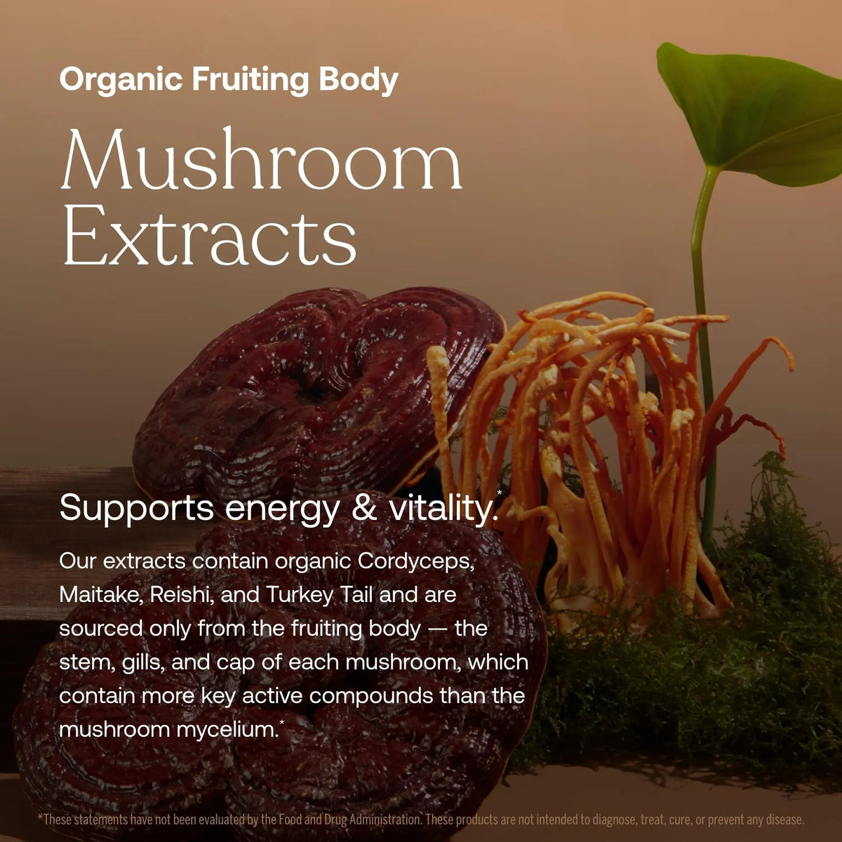 True Grace One Daily Women’s Multivitamin Fermented Minerals, Organic Adaptogens & Mushrooms Whole Body Balance, Immune, Energy, Beauty Support - Maple Wellness Supplements