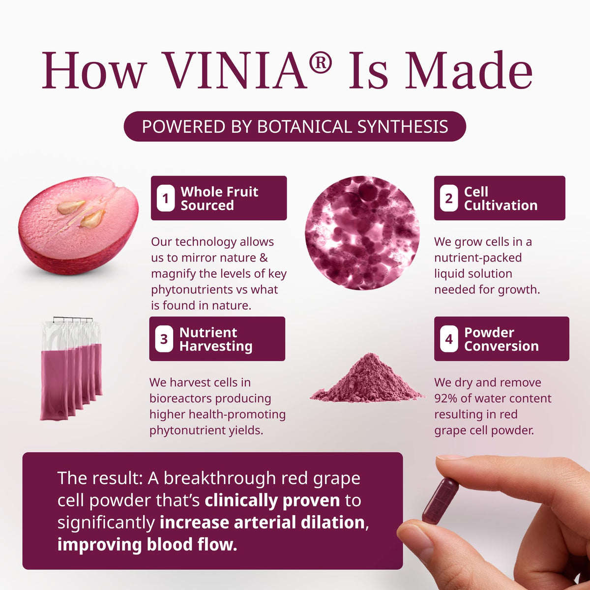 VINIA Piceid Resveratrol Supplement Capsules. Increases Blood Flow and Nitric Oxide. Blood Pressure and Heart Health Support - Maple Wellness Supplements