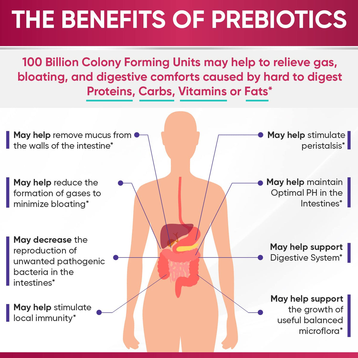 Wholesome Wellness Dr. Formulated Raw Probiotics for Women 100 Billion CFUs Capsules with Prebiotics, Digestive Enzymes - Maple Wellness Supplements